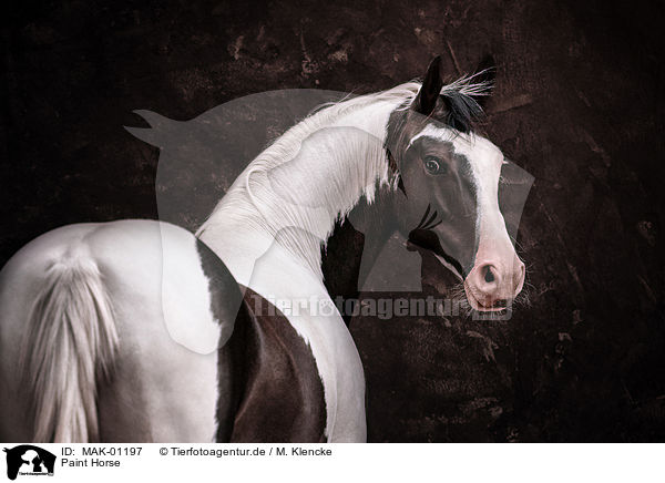 Paint Horse / MAK-01197