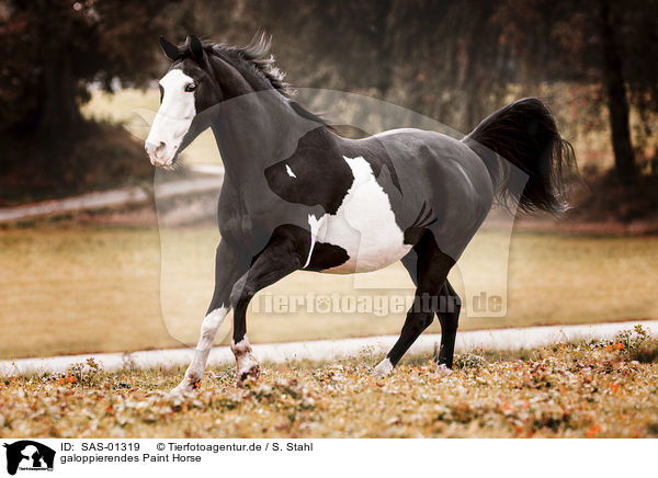 galoppierendes Paint Horse / SAS-01319