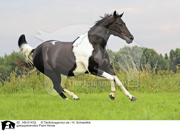 galoppierendes Paint Horse / HS-01432