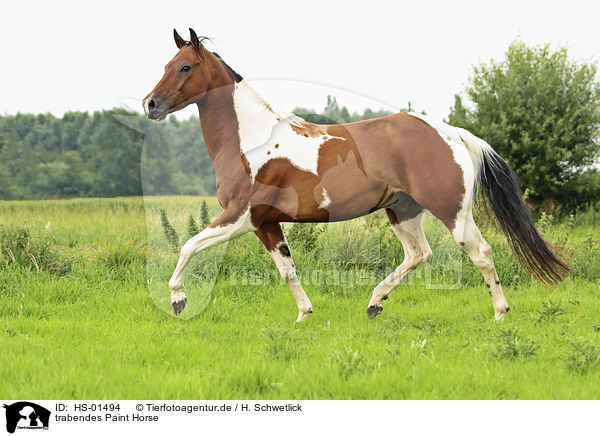 trabendes Paint Horse / HS-01494