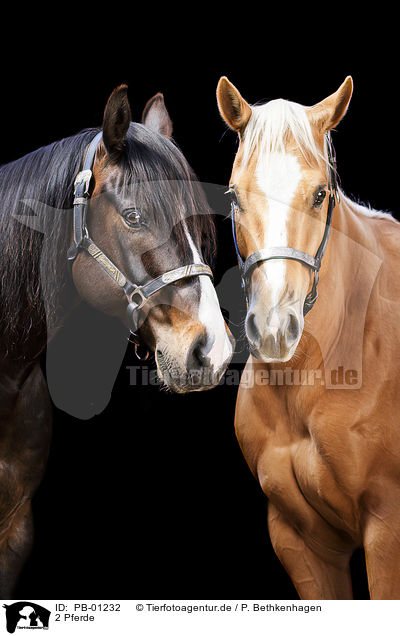 2 Pferde / PB-01232