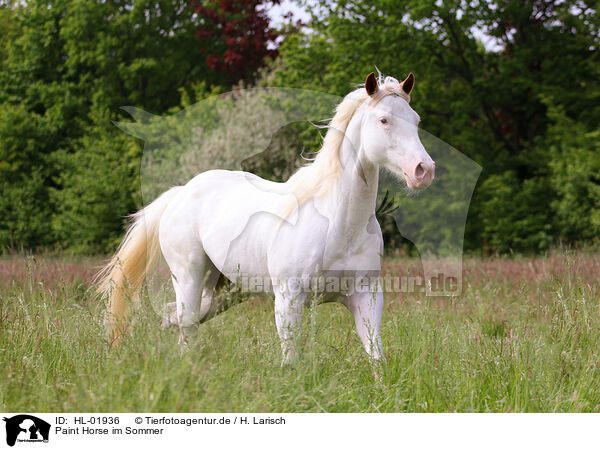 Paint Horse im Sommer / HL-01936