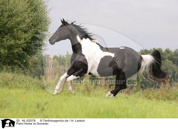Paint Horse im Sommer / HL-02078