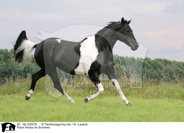 Paint Horse im Sommer / HL-02079