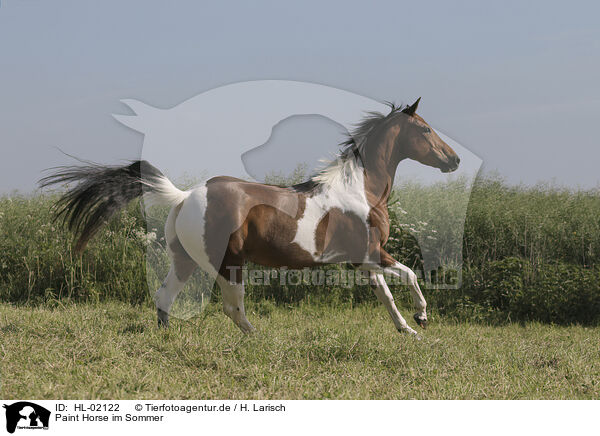 Paint Horse im Sommer / HL-02122