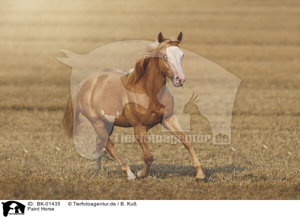 Paint Horse / BK-01435