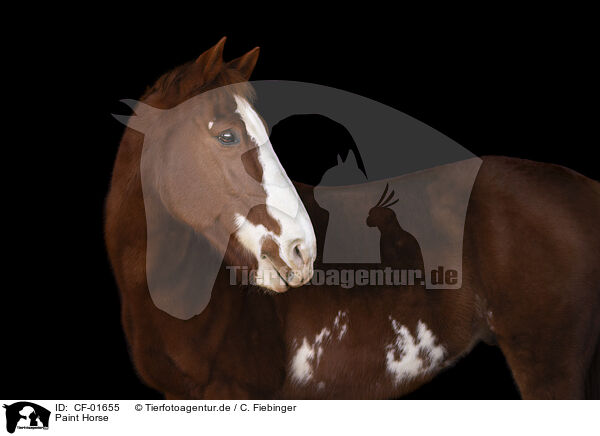 Paint Horse / Paint Horse / CF-01655