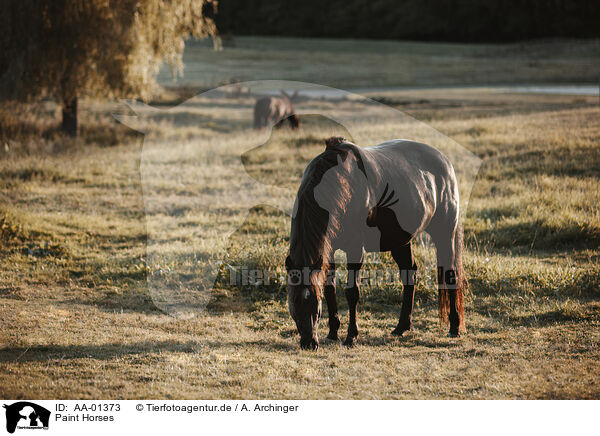 Paint Horses / Paint Horses / AA-01373