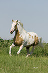 galoppierendes Paint Horse