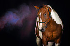 Paint Horse mit Holi Farbe