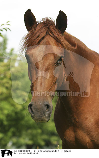 Fuchsstute im Portrait / horse head / RR-05369