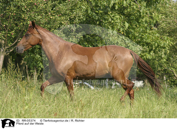 Pferd auf der Weide / Paso Fino mare / RR-05374