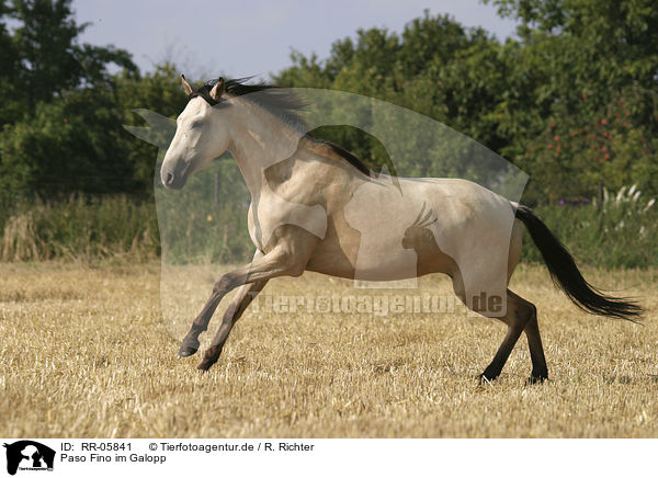Paso Fino im Galopp / running horse / RR-05841