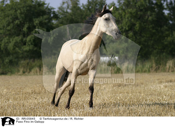 Paso Fino im Galopp / running horse / RR-05845