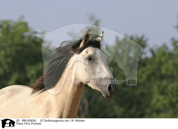 Paso Fino Portrait / Paso Fino Portrait / RR-05858