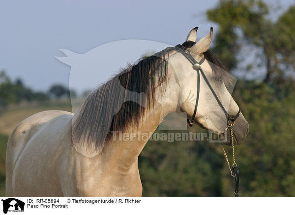 Paso Fino Portrait / Paso Fino Portrait / RR-05894