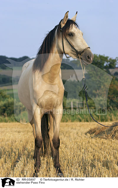 stehender Paso Fino / standing horse / RR-05897