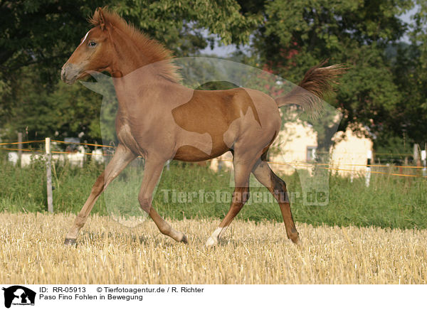 Paso Fino Fohlen in Bewegung / running foal / RR-05913