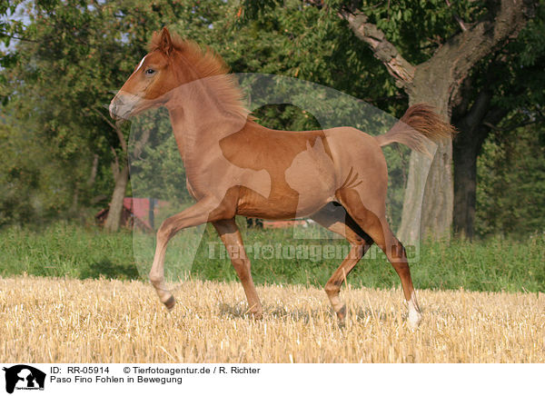 Paso Fino Fohlen in Bewegung / running foal / RR-05914