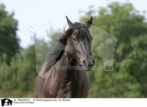 Paso Fino Portrait / Paso Fino Portrait / RR-05919