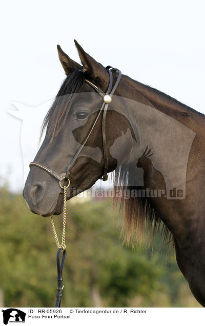 Paso Fino Portrait / Paso Fino Portrait / RR-05926