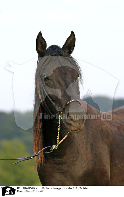 Paso Fino Portrait / Paso Fino Portrait / RR-05929