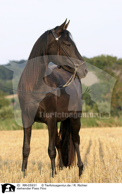 stehender Paso Fino / standing horse / RR-05931