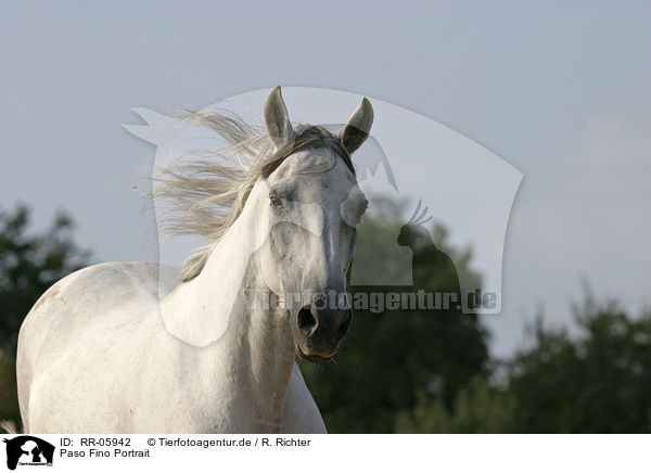 Paso Fino Portrait / Paso Fino Portrait / RR-05942