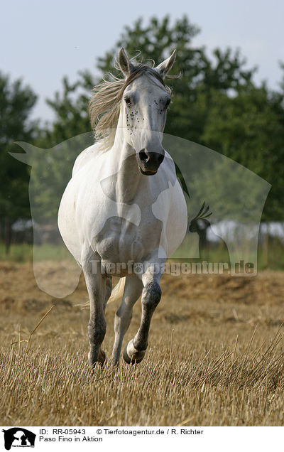 Paso Fino in Aktion / running horse / RR-05943