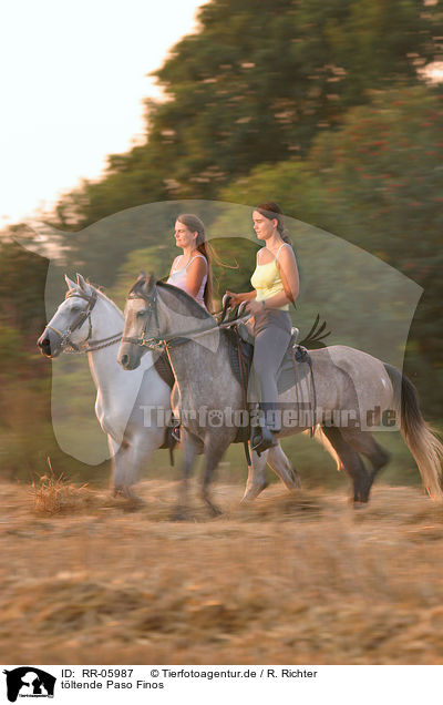 tltende Paso Finos / horsewoman / RR-05987