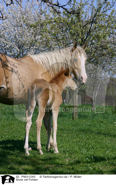 Stute mit Fohlen / mare with foal / PM-01240