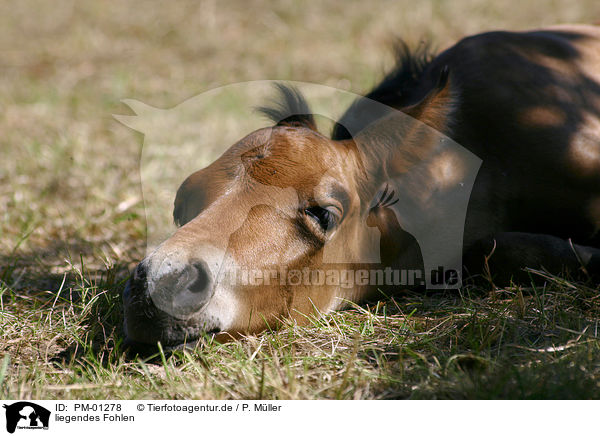 liegendes Fohlen / sleeping foal / PM-01278