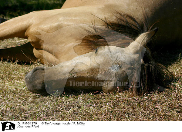 dsendes Pferd / dozing horse / PM-01279