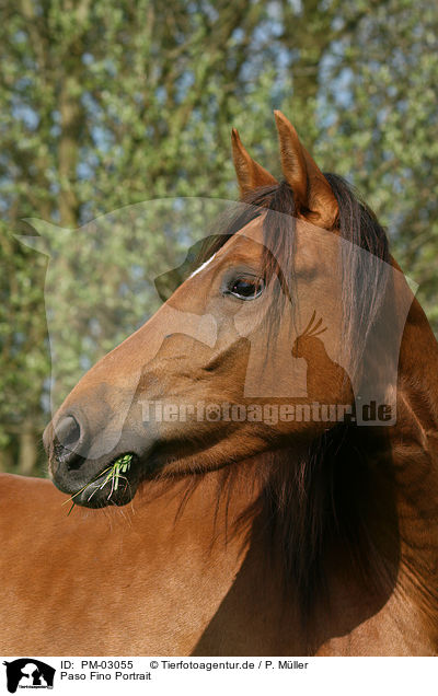 Paso Fino Portrait / Paso Fino Portrait / PM-03055