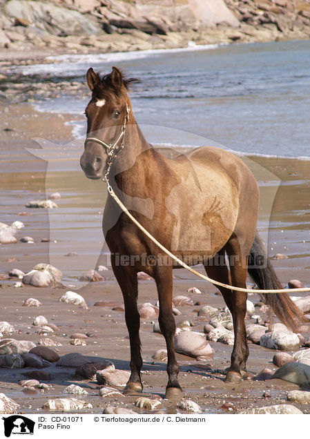 Paso Fino / Paso Fino / CD-01071