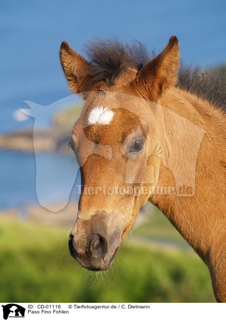 Paso Fino Fohlen / Paso Fino foal / CD-01116