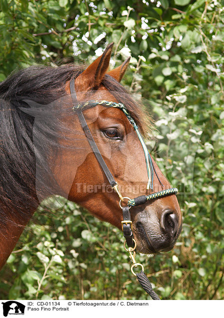 Paso Fino Portrait / Paso Fino Portrait / CD-01134