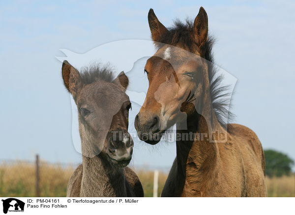 Paso Fino Fohlen / Paso Fino foals / PM-04161