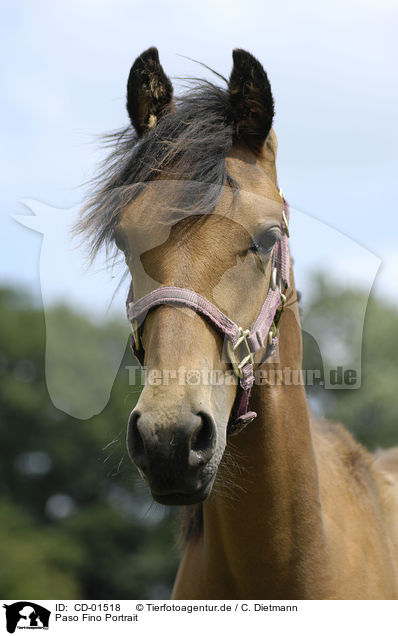 Paso Fino Portrait / Paso Fino Portrait / CD-01518