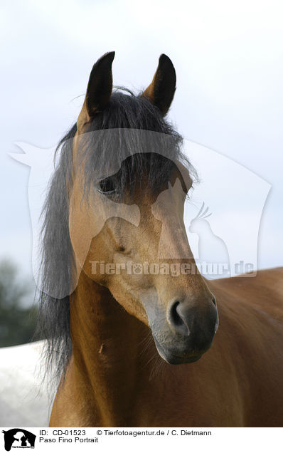 Paso Fino Portrait / Paso Fino Portrait / CD-01523