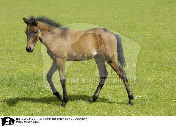 Paso Fino Fohlen / Paso Fino foal / CD-01527