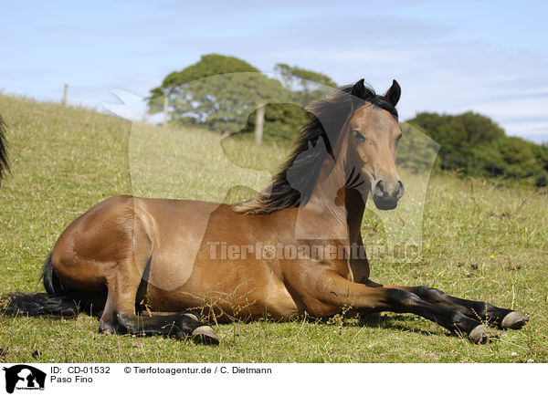 Paso Fino / CD-01532