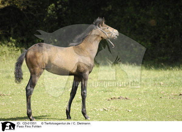 Paso Fino Fohlen / Paso Fino foal / CD-01551