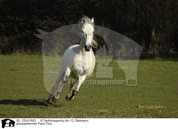 galoppierender Paso Fino / galloping Paso Fino / CD-01563