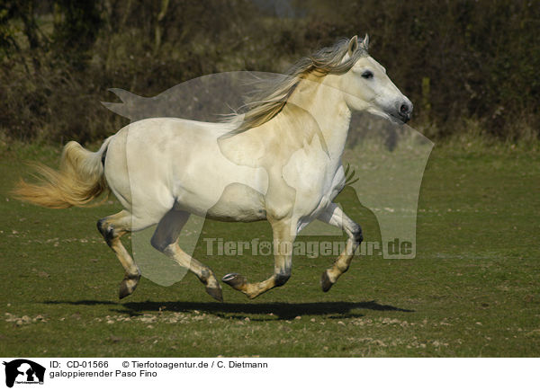 galoppierender Paso Fino / galloping Paso Fino / CD-01566