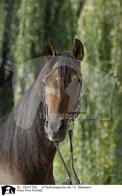 Paso Fino Portrait / CD-01762