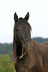 Paso Fino Portrait