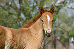 Paso Fino Fohlen