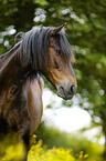 Paso Peruano Portrait