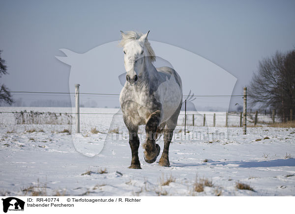 trabender Percheron / trotting Percheron / RR-40774